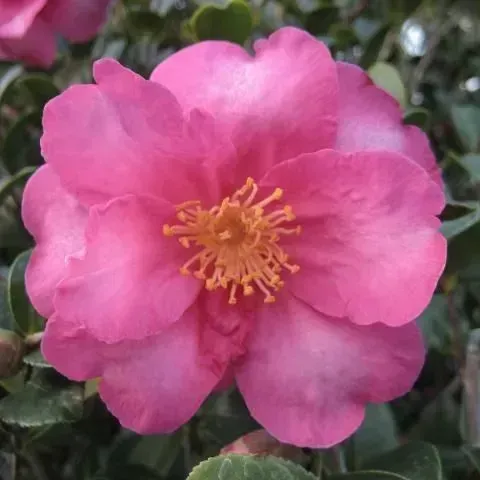 thumbnail for publication: Central Florida Gardening Calendar
